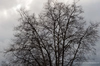 Clouds and Trees
